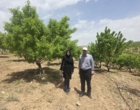 آغاز ارزیابی روش‌های نوین آبیاری در سامان