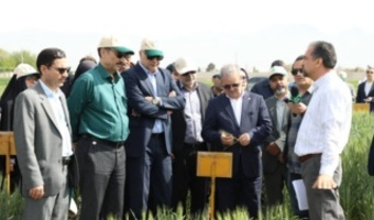 تکیه بر گندم‌های اقلیمی در حضور دو معاون وزیر؛ از الماس سردسیر تا ذوالقدر گرم‌دوست