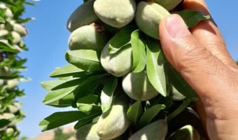 طلوع بادام‌های مقاوم در چهارمحال و بختیاری؛ نویدبخشِ تحولی بزرگ در اقتصاد باغداری استان