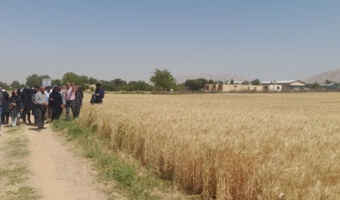 ارقام جدید گندم آبی در چهارتخته رونمایی شد