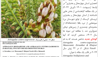 کشف گونه جدید گیاهی از تیره باقلا