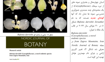 کشف گونه جدید گیاهی با نام Bufonia Darvishii
