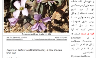 گونه جدید گیاهی با نام Erysimum tashkense کشف شد