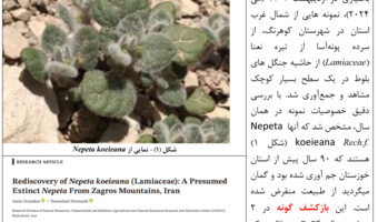 اینبار Nepeta koeieana توسط محقق مرکز تحقیقات کشاورزی چهارمحال و بختیاری کشف شد