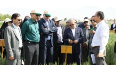 تکیه بر گندم‌های اقلیمی در حضور دو معاون وزیر؛ از الماس سردسیر تا ذوالقدر گرم‌دوست