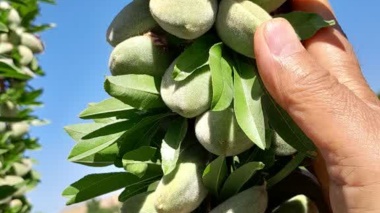 طلوع بادام‌های مقاوم در چهارمحال و بختیاری؛ نویدبخشِ تحولی بزرگ در اقتصاد باغداری استان