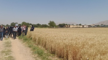ارقام جدید گندم آبی در چهارتخته رونمایی شد