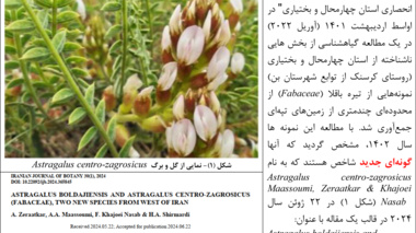 کشف گونه جدید گیاهی از تیره باقلا
