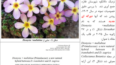 عروس سنگ با دورگه جدید در چهارمحال و بختیاری کشف شد
