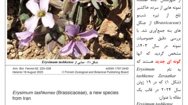 گونه جدید گیاهی با نام Erysimum tashkense کشف شد