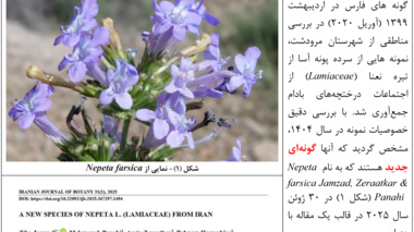 گونه جدید گیاهی کشف شد