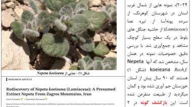 اینبار Nepeta koeieana توسط محقق مرکز تحقیقات کشاورزی چهارمحال و بختیاری کشف شد